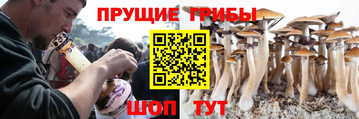 Псилоцибиновые грибы Cubensis Белорецк